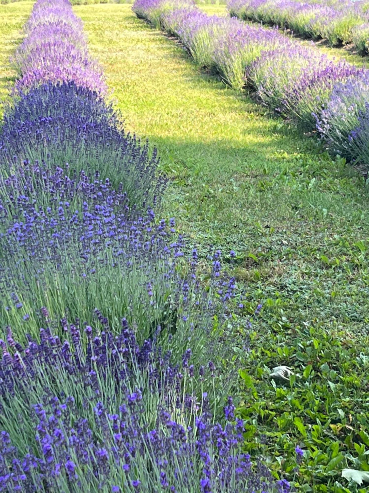 Lavender Village Kiemeliai Dış mekan fotoğraf