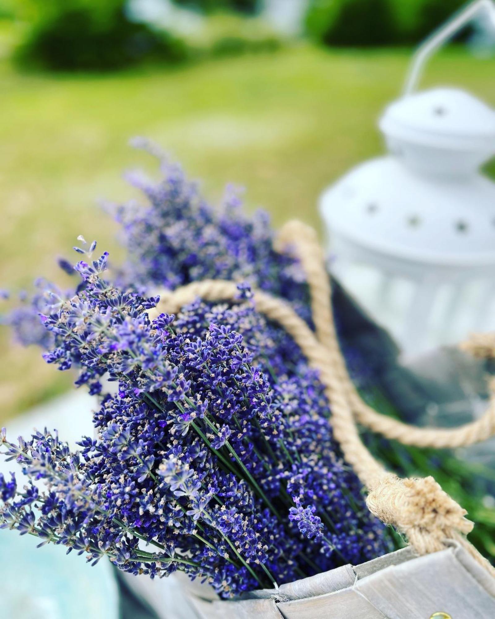 Lavender Village Kiemeliai Dış mekan fotoğraf
