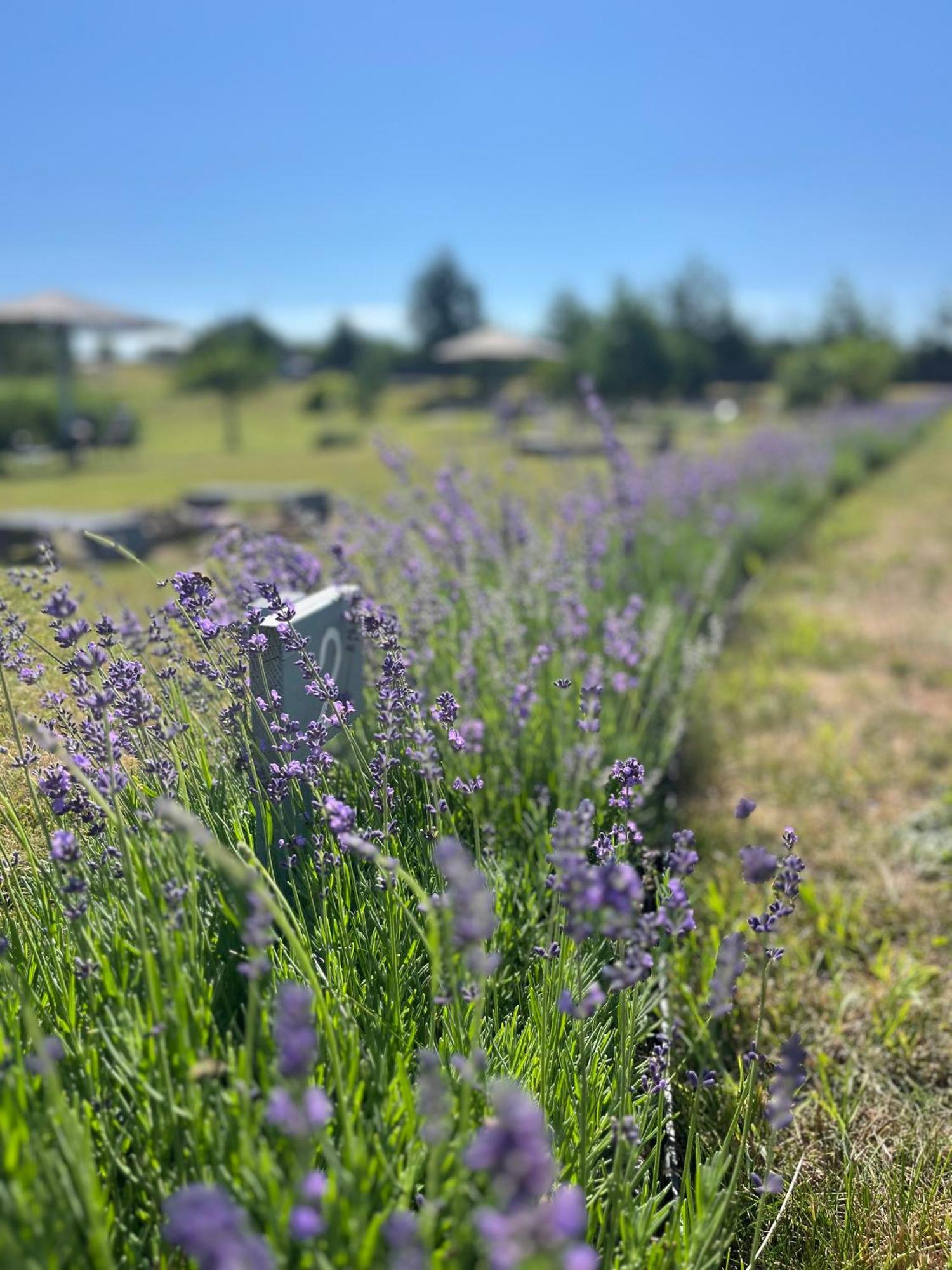 Lavender Village Kiemeliai Dış mekan fotoğraf