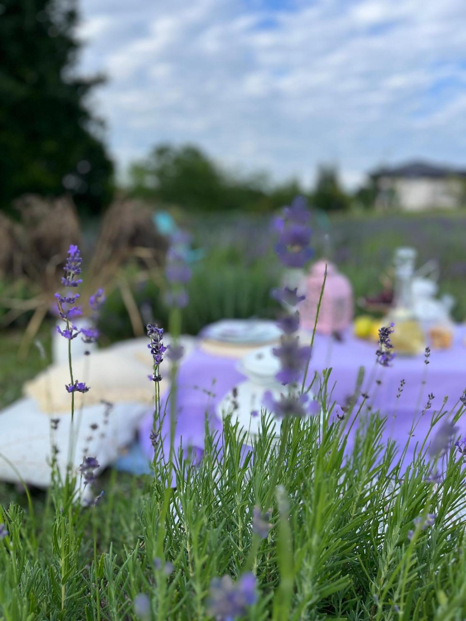 Lavender Village Kiemeliai Dış mekan fotoğraf