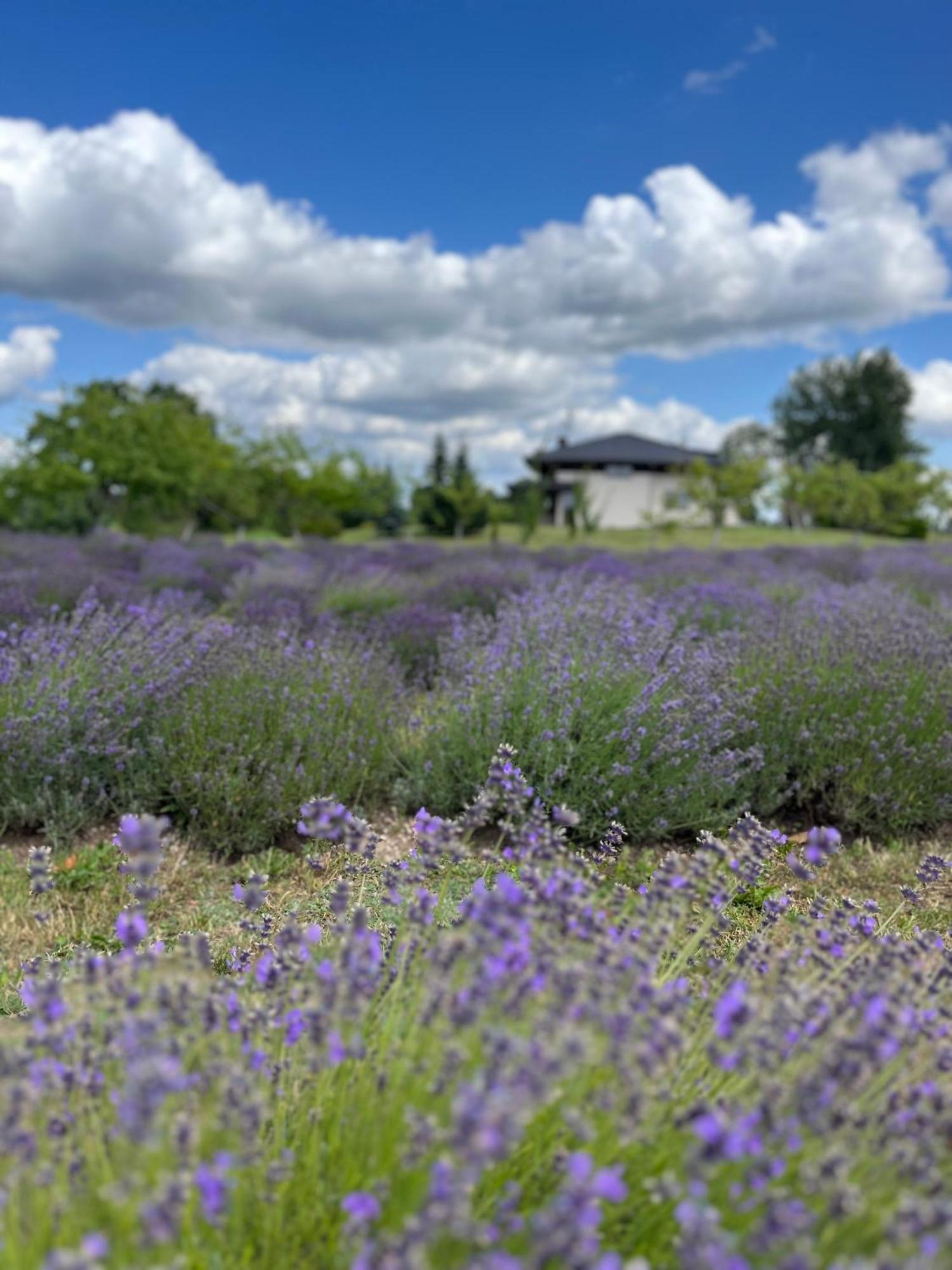 Lavender Village Kiemeliai Dış mekan fotoğraf