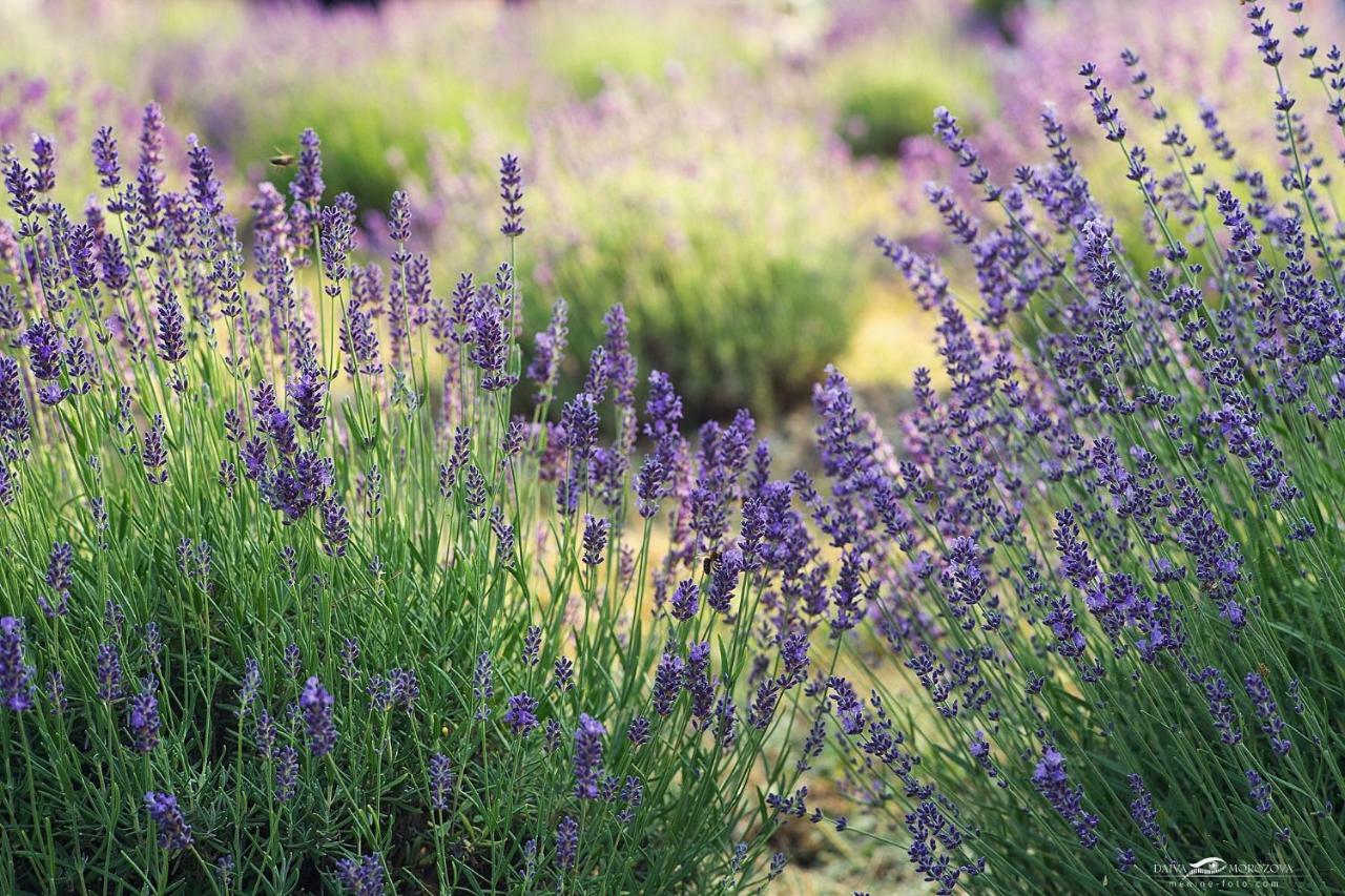 Lavender Village Kiemeliai Dış mekan fotoğraf